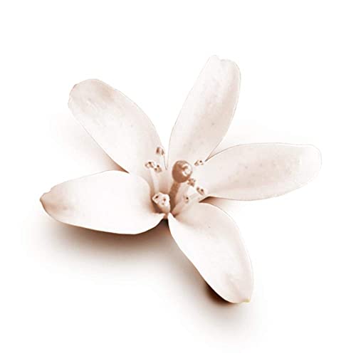 nourishing secretsantiperspirant 48hspray0% alcohol